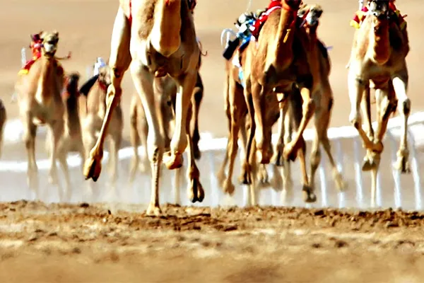 لتدريب الحيوانات